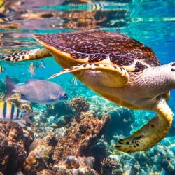 Koh-Samui-Snorkeling-2-1024x576