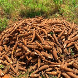 Cassava