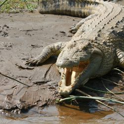 crocodile-945308_1280