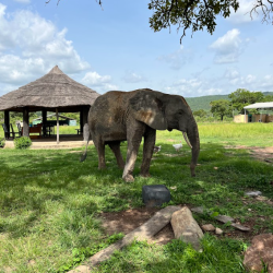 elephant reserve