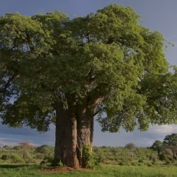 Tanzanie